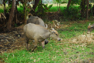 buffaloes look for grass in the fields