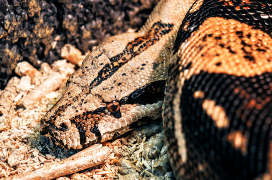 alive yellow python