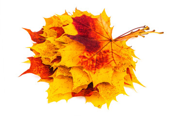 Bouquet of autumn maple leaves on white