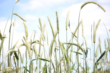 Getreide im Frühling