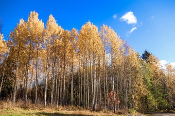  The shore of the lake Smardie. The reflection in the water