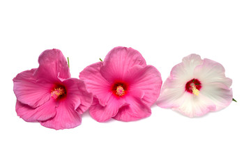 Three multicolored hibiscus flowers isolated on white background. Flat lay, top view. Macro, object