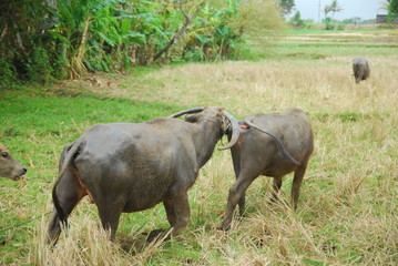 buffaloes look for grass in the fields