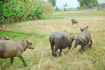 Obraz premium buffaloes look for grass in the fields