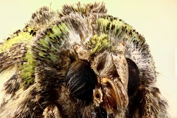 Butterfly Head Super Macro