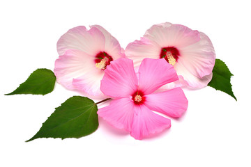 Three pink hibiscus bouquet flower with leaf isolated on white background. Flat lay, top view