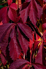 Natural background from autumnal foliage of red leaves tree on the Black Sea coast  in ancient city Nessebar or Mesembria, Bulgaria, Europe