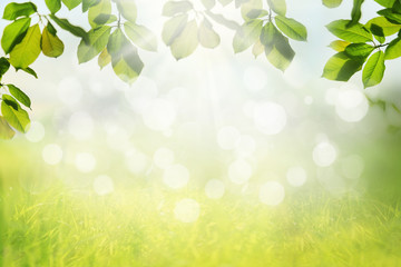 Spring nature background with green tree leaves frame
