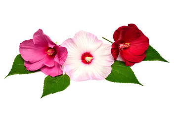 Three pink hibiscus flowers with leaves isolated on white background. Flat lay, top view. Macro, object