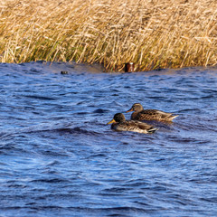  The shore of the lake Smardie. The reflection in the water
