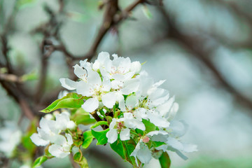 Close up of pear tree flowers in spring on a blue background