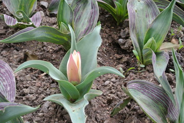 Fototapeta premium Multi-colored garden tulips close-up