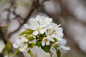Obraz premium Close up of pear tree flowers in spring
