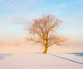lonely tree in winter