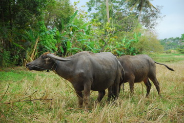 Obraz premium buffaloes look for grass in the fields