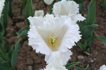 Multi-colored garden tulips close-up