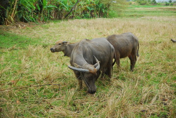 Fototapeta premium buffaloes look for grass in the fields