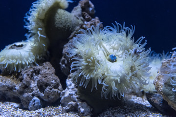 Sea anemone in a dark blue water of aquarium. Marine life background.