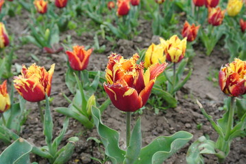 Multi-colored garden tulips close-up
