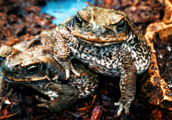portrait of aga frogs