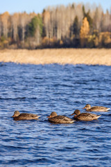  The shore of the lake Smardie. The reflection in the water