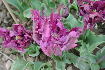 Multi-colored garden tulips close-up