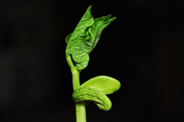 Obraz premium Young, green bean sprouts, closeup