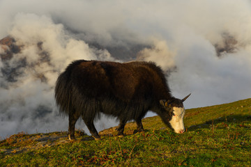 Fototapeta premium Yak cow on mountain of Annapurna, Nepal