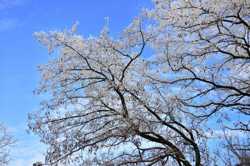 Beautiful winter landscape. Snow-covered trees with hoarfrost against the blue sky and clouds