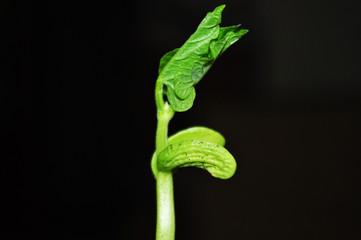 Fototapeta premium Young, green bean sprouts, closeup