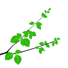 Fototapeta na wymiar Birch branch with green leaves