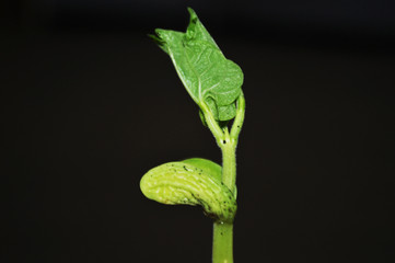 Young, green bean sprouts, closeup