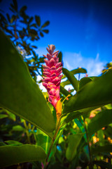 Obraz premium Hawaii Flowers