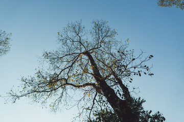 Sky and branches tree in winter
