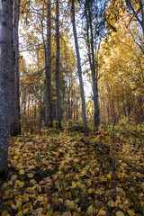 Obraz premium The shore of the lake Smardie. The reflection in the water