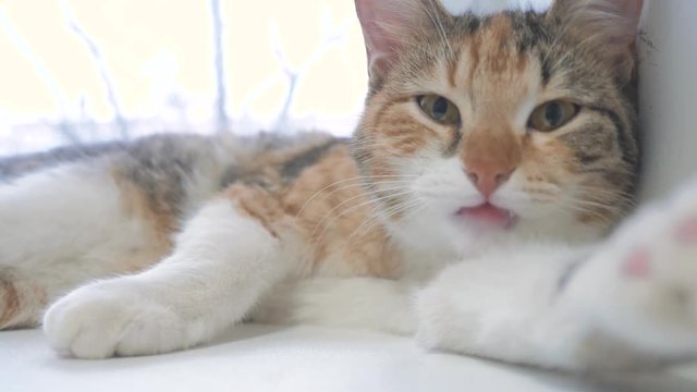 beautiful cute cat licking his paw on window sill with funny emotions on background of room lifestyle . slow motion video. Cat cleaning himself. adult cat lies on the window and licks the paws