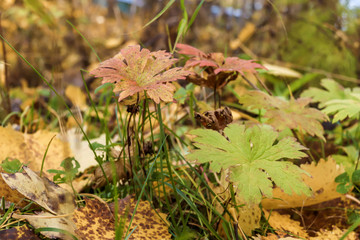  The shore of the lake Smardie. The reflection in the water