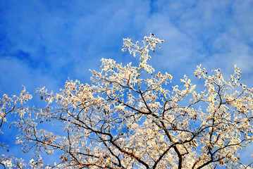 Beautiful winter landscape. Snow-covered trees with hoarfrost against the blue sky and clouds
