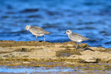  Kiebitzregenpfeifer (Pluvialis squatarola) in Schweden im Herbst