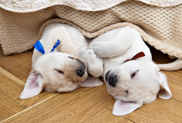 Two labrador puppies sleeping on the parquet floor under the bed