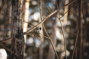 Beautiful marsh tit bird sitting on the branch in the winter forest.