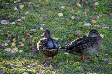  The shore of the lake Smardie. The reflection in the water