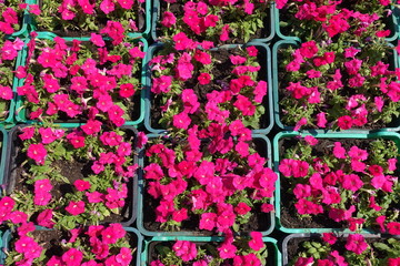 View of boxes with magenta colored petunias from above