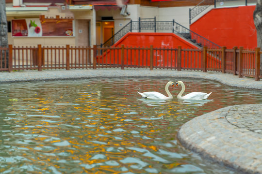 Heart shape of white swans in Kugulu Park, Ankara, Turkey
