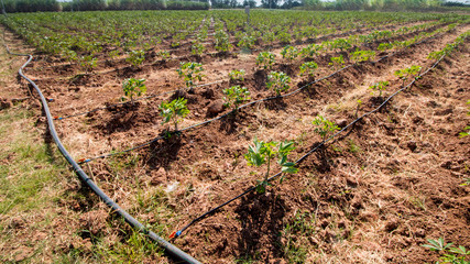 agriculture and Internet of things , smart farmer