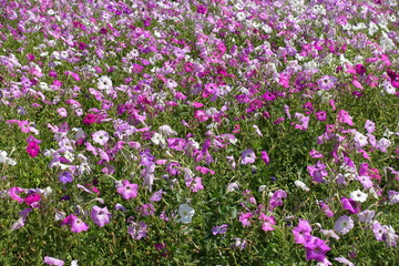 Pastel colored petunias in shades of pink