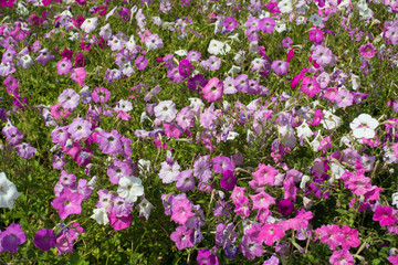 Obraz premium Multicolored flowers of petunias in shades of pink