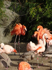 Hagenbecks Tierpark, Hamburg, Oktober 2018