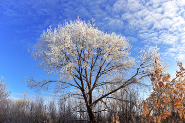 Obraz premium Piękny zimowy krajobraz. Śnieżyści drzewa z hoarfrost przeciw niebieskiemu niebu i chmurom