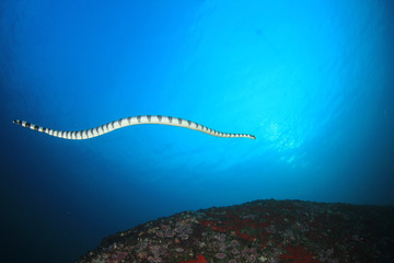 Banded Sea Snake (Krait) 